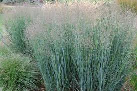 PANICUM VIR HEAVY METAL #1SWITCH