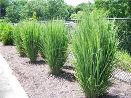 PANICUM VIR NORTH WIND #1 SWITCH