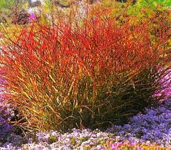 PANICUM VIR RED SUNSET #1