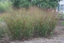 PANICUM VIR SHENANDOAH #2