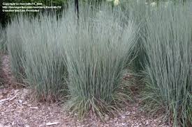 SCHIZ SCO LITTLE BLUESTEM #1