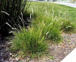 SESLERIA AUTUMNALIS AUT MOOR #1