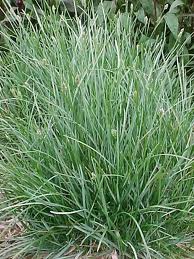 SESLERIA CAERULEA BLUE MOOR #1