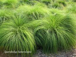 SPORO HET PRAIRIE DROPSEED #1