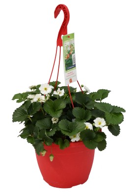 EHB10"STRAWBERRY DELIZZ