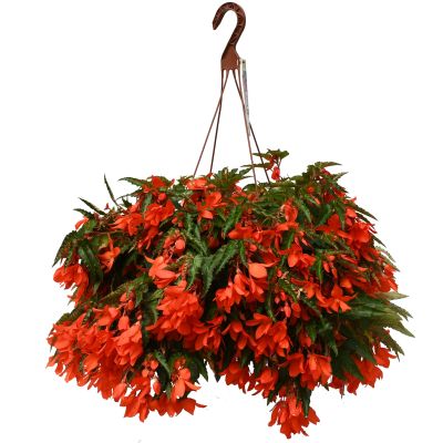 HB12.8"BEGONIA WATERFALL ORANGE