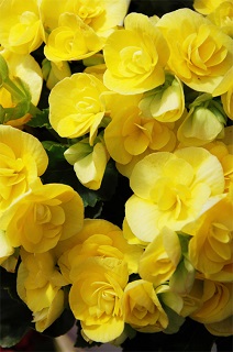 HB12"SUMMER PETUNIA MIX