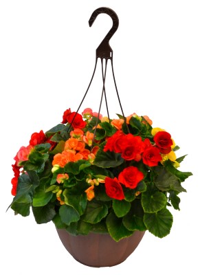 HB12.8"BEGONIA RIEGER MIX