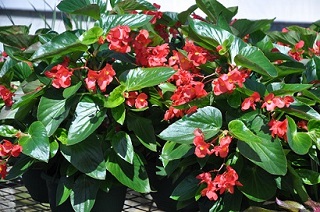 HB13"BEGONIA DRAGONWING RED