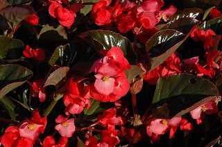 HB13"BEGONIA VIKING EXPL GL RED