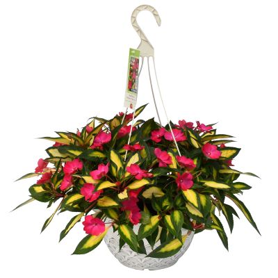 HB12.8"IMP SUNPAT TROPICAL ROSE
