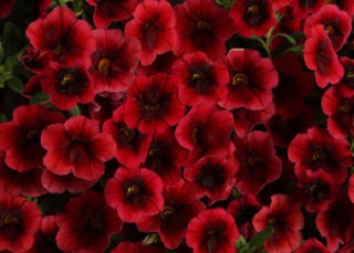 HB12"EARLY SPRING COMBO