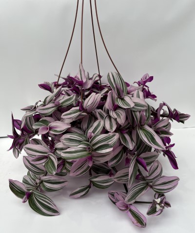 HB12"TRADESCANTIA NANOUK
