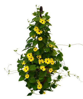 HB11.85"THUNBERGIA YELLOW