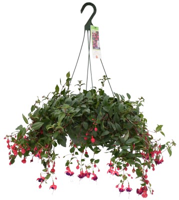 HB12"FUCHSIA PURPLE/RED