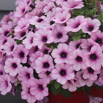 HB12"PETUNIA HEADLINER CRYSTL PK