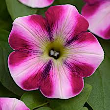 Z-HB12"PETUNIA HEADLNR RASP SWRL