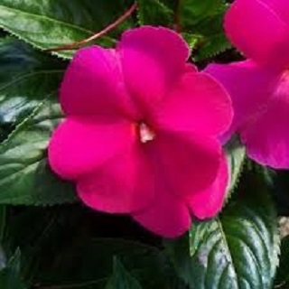 HB12.8"IMP SUNPAT PINK FLASH