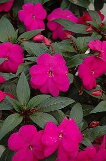 HB12.8"IMP SUNPAT PURPLE