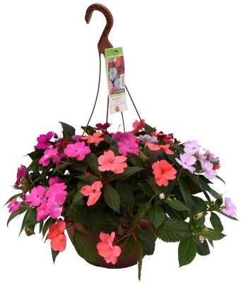 HB12.8"IMP SUNPAT MIX