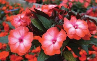 HB12.8"IMP NEWGUIN ORNG ICE