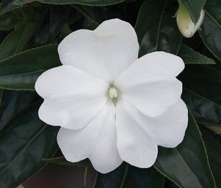 HB12.8"IMP SUNPAT WHITE