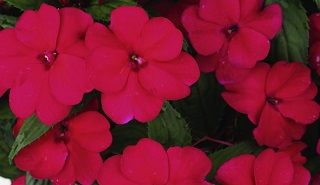 Z-HB12.8"IMP SUNPAT CANDY MIX