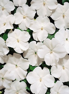 HB12"IMPATIENS WHITE