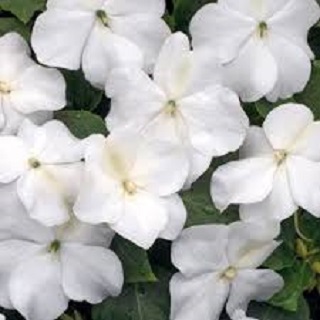 HB12"IMPATIENS LIPSTICK/WHITE