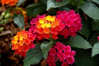 HB12"LANTANA CHERRY SUNRISE