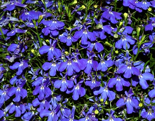 HB12"LOBELIA BLUE