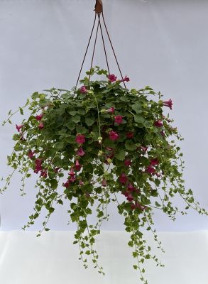 HB12.8"LOFOS COMPACT ROSE