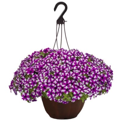 HB12"PETUNIA SHORTCAKE BLUEBERRY