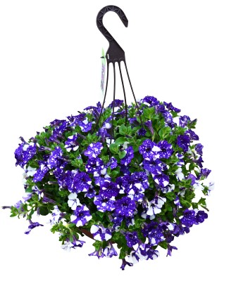 HB12"PETUNIA HEADLINER NIGHT SKY