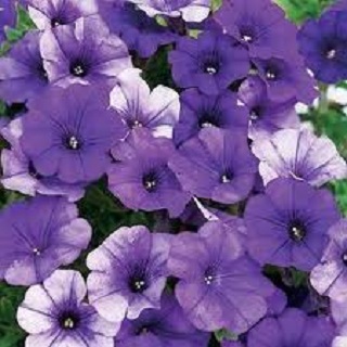 HB12"PETUNIA PAINTED LOVE