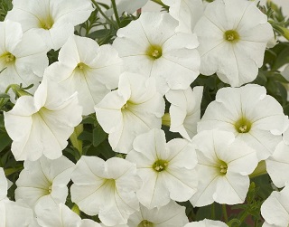 HB12"PETUNIA SURF WHITE IMPROVED