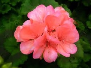TUB12"GERANIUM AMER SALMON