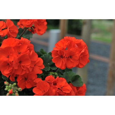 TUB12"GERANIUM MOJO ORANGE