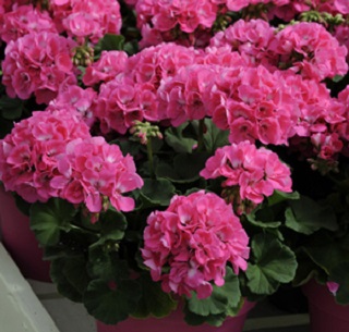 HB12.8"GERAN AMER PINK