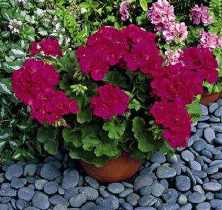 HB12.8"GERAN CALLIOPE MED VIOLET