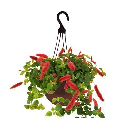 ZHB12"ACALYPHA CHENILLE FIRETAIL