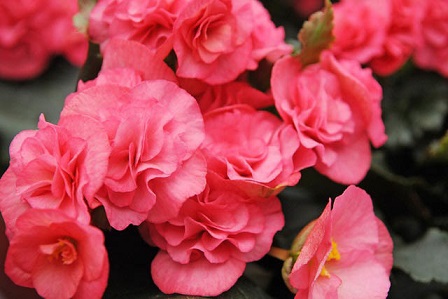 HB12"BEGONIA I'CON FKISS DEL SOL