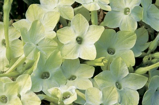 606T/36NICOTIANA LIME
