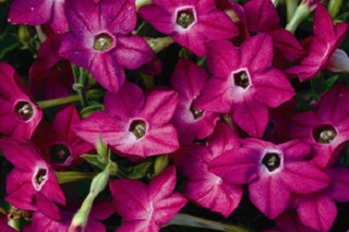 606T/36NICOTIANA ROSE