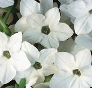 606T/36SNAPDRAGON DWARF RED