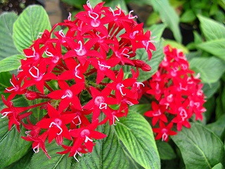 306T/18PENTAS LUCKY STAR DARKRED