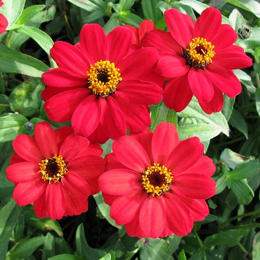 606T/36ZINNIA PROFSN DBL RED