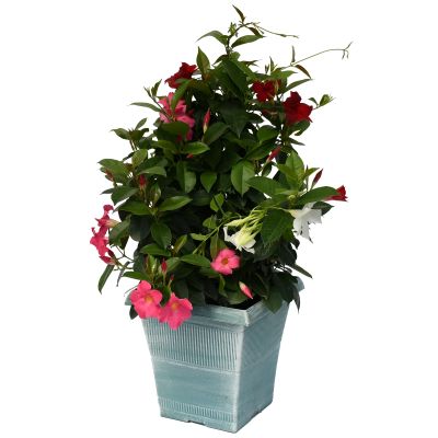 TUB10"MANDEVILLA MIX