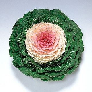 606T/36KALE OSAKA MIX