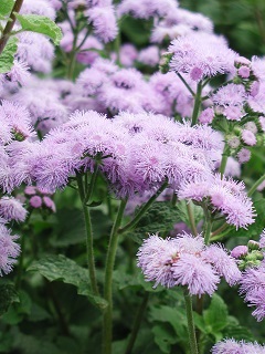 606T/36AGERATUM BLUEHORIZON